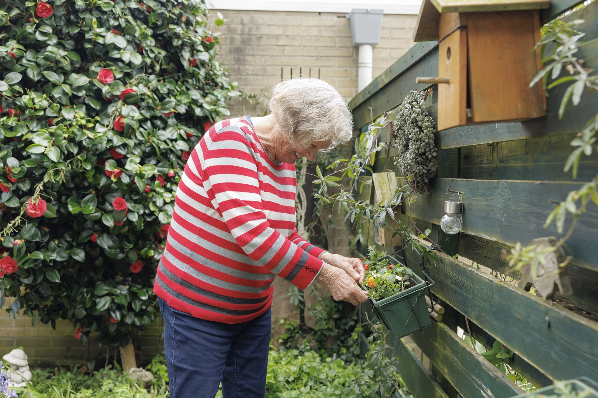 Metmargriet Samen